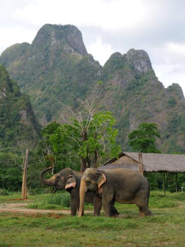 Khao Sok - Elephant Hills - Elephant Sanctuary